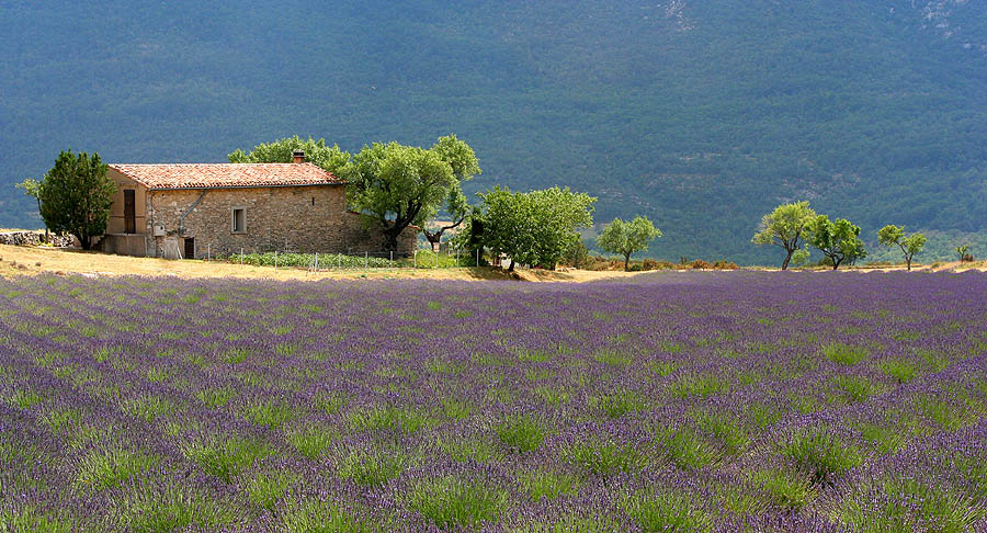 Habiter à St Paul Trois châteaux en drôme provençal dans un cadre idyllique. 